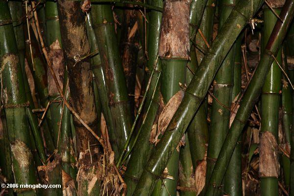 Riesiger Bambus in Gabun, Afrika