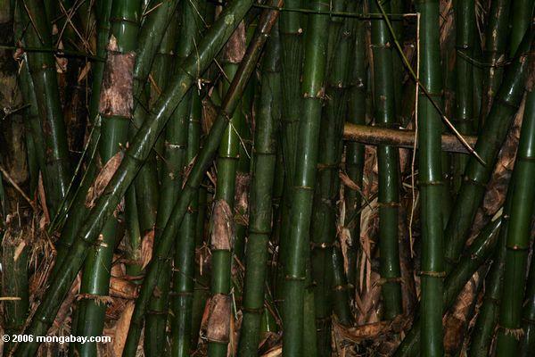 Riesiger Bambus in Gabun