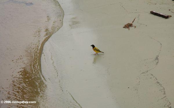 Züchten des männlichen Dorf-Webervogels auf einem Strand in Ombue, Gabun