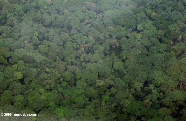 ガボン共和国の熱帯雨林の林冠の上からの眺め