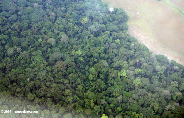 Luftaufnahme von Gabonese rainforest