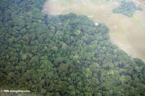 Luftaufnahme des Gabonese Regenwaldes