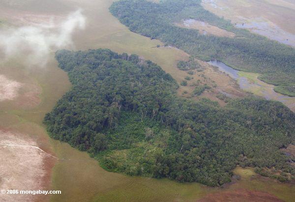 Flugzeugansicht des Anmeldens Gabuns von rainforest