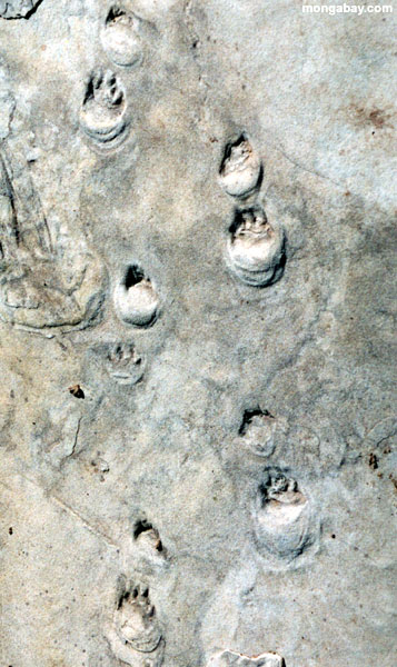 Empreintes de pas fossiles