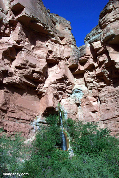 Rotwild-Nebenfluss-Schlucht