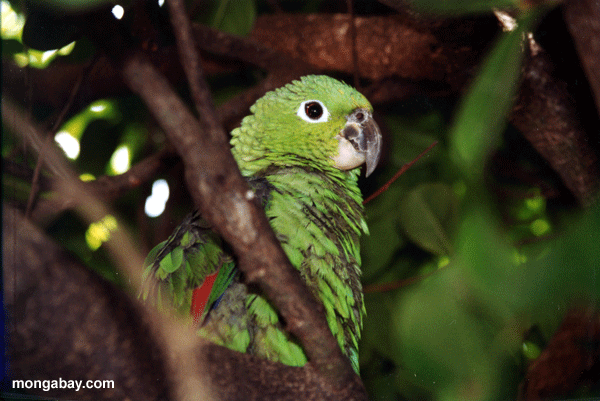 green parrot semblance