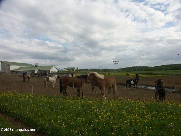 Isländische Pferde