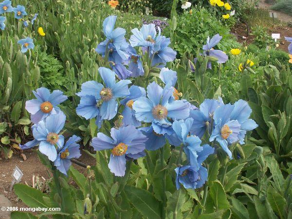 Blaue Himalajamohnblume an den Akueryi botanischen Gärten