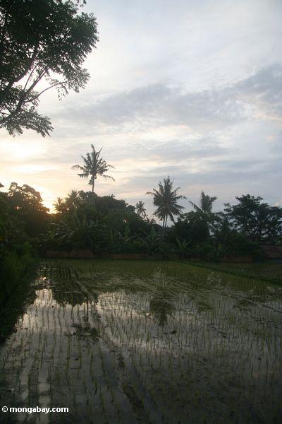 Sonnenuntergangüberreispaddys in Bali