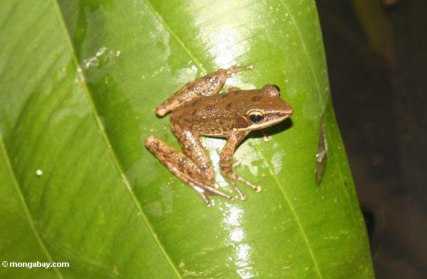Brauner Frosch auf Blatt in Ubud