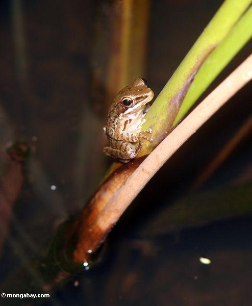 Brauner Frosch auf Stamm in Ubud