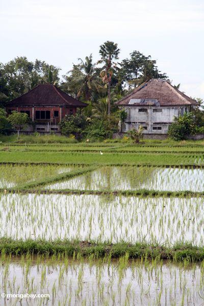 Reis fängt mit Häusern im Hintergrund