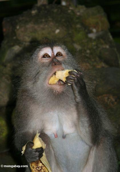 Lang-angebundenes macaque, das eine Banane Ubud