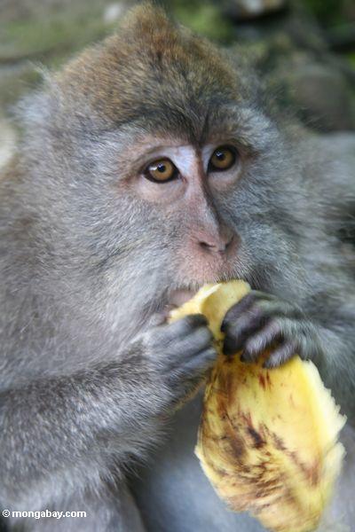 долго-хвостатых макака ест банан