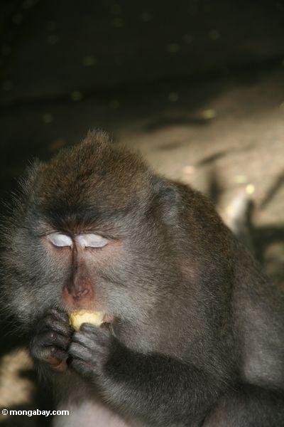 Lang-angebundenes macaque, das eine Banane Ubud