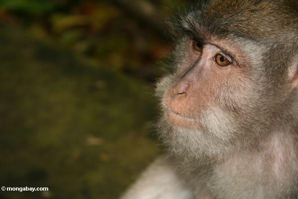 Java macaque