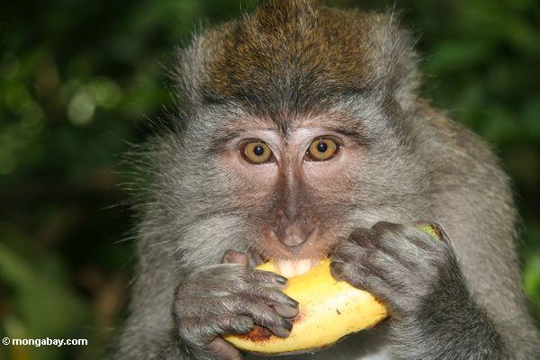 Krabbe-Essen des macaque, das eine Banane Ubud