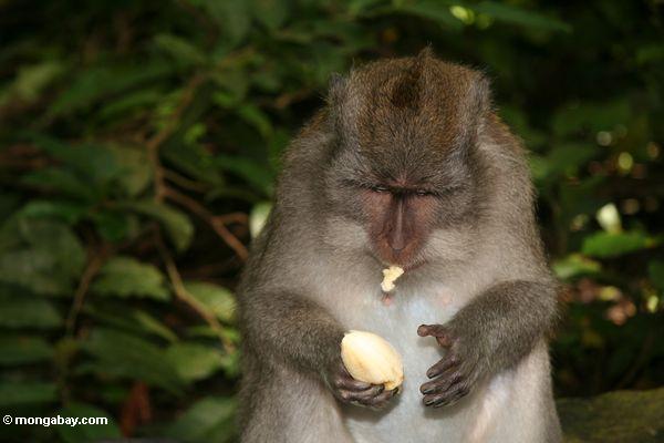 Lang-angebundenes macaque (Macaca fascicularis) eine Frucht Ubud