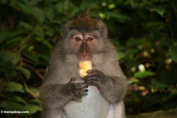 краб-обезьяна ест (macaca fascicularis) едят фрукты