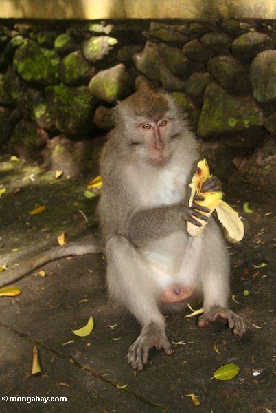 мужчина долго-хвостатых макака ест банан