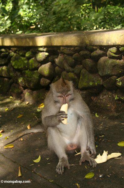 мужчины macaca fascicularis ест банан