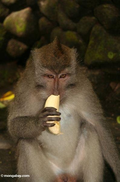 Männlicher Cynomolgus Affe, der eine Banane Ubud