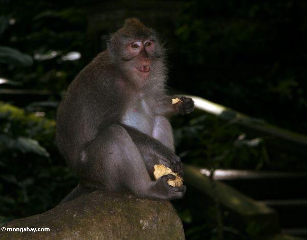 Der Mann Lang-band macaque eine Knolle im Affe-Wald bei Ubud Ubud