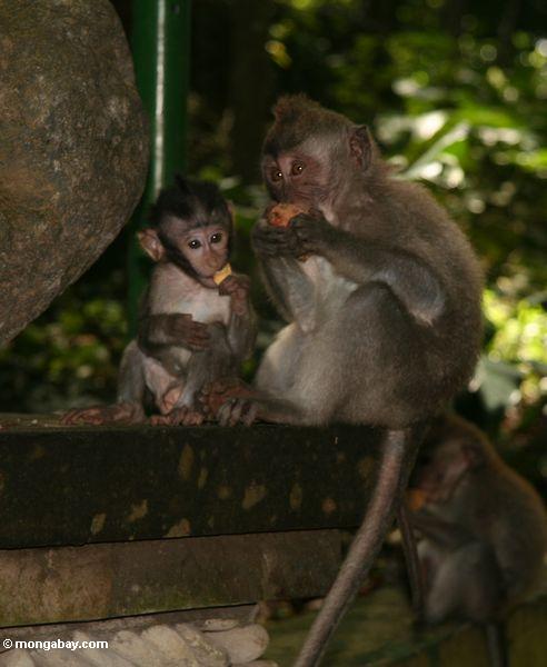 Mann Lang-band macaque mit dem Baby an und aß Knollen