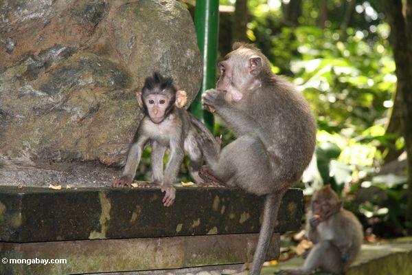 Mann Lang-band macaque (Macaca fascicularis) mit Baby