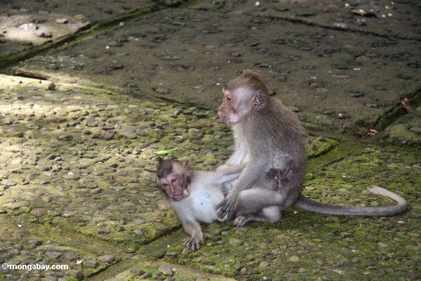 macaques 、マカク属の再生
