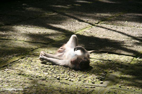 Sonnendes Macaque beim Legen auf sein rückseitiges