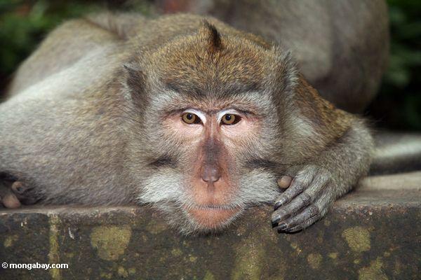 Lang-angebundenes macaque (Macaca fascicularis)