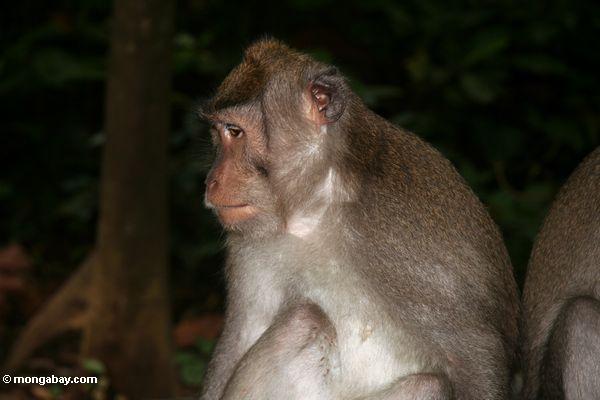 Lang-angebundenes macaque (Macaca fascicularis)