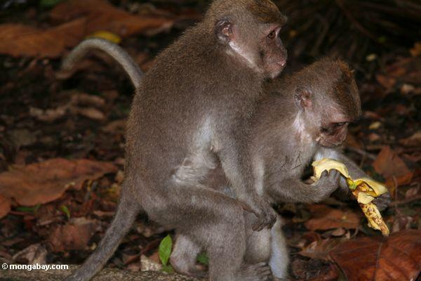 Lang-angebundene macaques, die freundliches Ubud