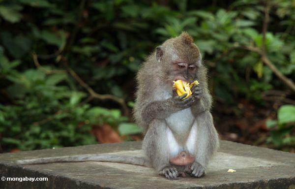 男性カニクイザルモンキーバナナを食べる