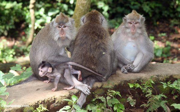 Gruppe macaques einschließlich ein Baby
