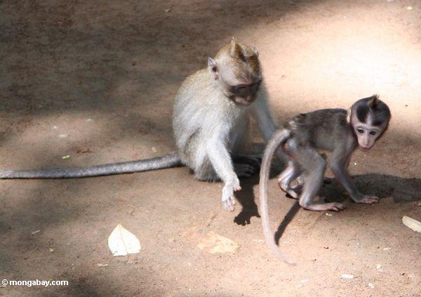 Das macaque bemuttern, das einen jugendlichen Affen Ubud