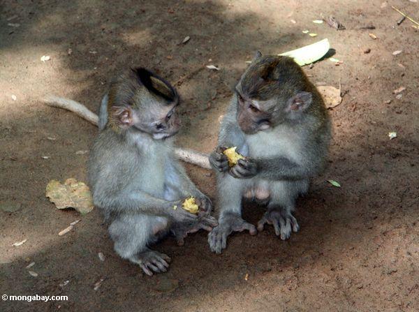 Lang-angebundene macaques, die Frucht Ubud