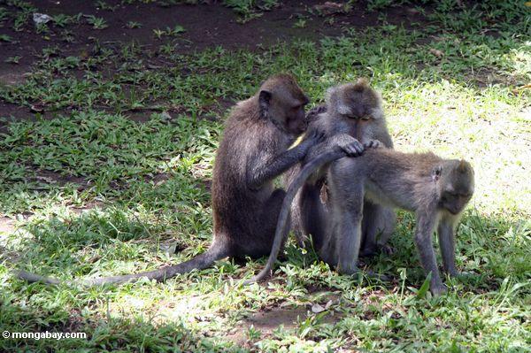 Gruppe, die unter macaques Ubud