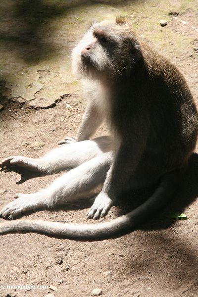 Lang-angebundenes macaque (Macaca fascicularis) in der Sonne