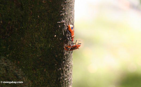 Rote Käfer auf Baumstamm in Bali
