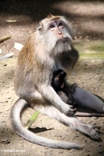 Mutter macaque Affe mit Baby