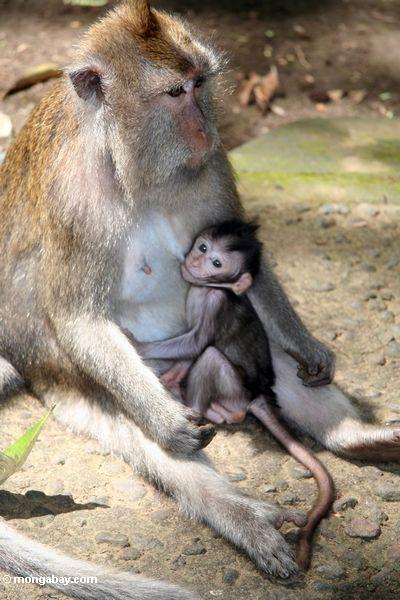 Mutter macaque Affe mit stillendem Baby