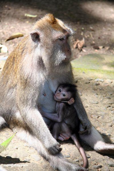 матерью макака обезьяна с сосущего младенца