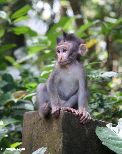 Baby macaque Affe