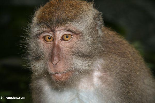 Oben auf dem Gesicht eines lang-angebundenen macaque Ubud