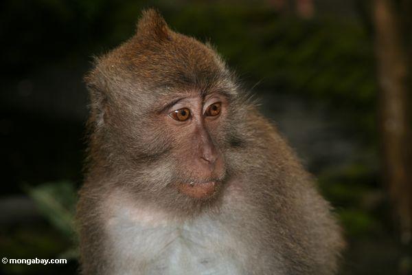 Gesicht eines lang-angebundenen macaque