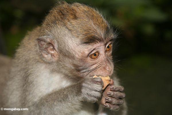 Jugendliches macaque, das eine Frucht Ubud