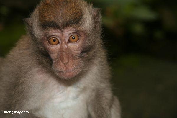 Junges lang-angebundenes macaque