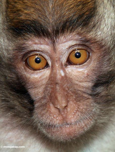 Gesicht eines jungen lang-angebundenen macaque